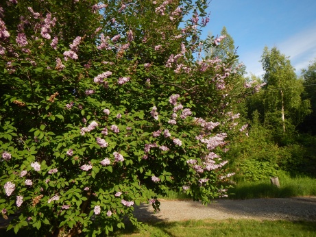 Blütenpracht in Alaska