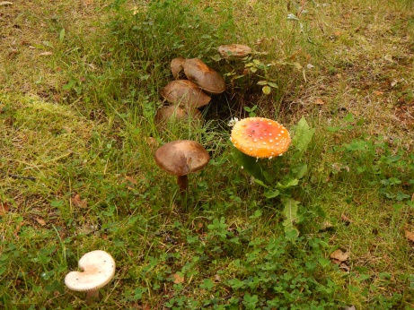 Pilze im Garten