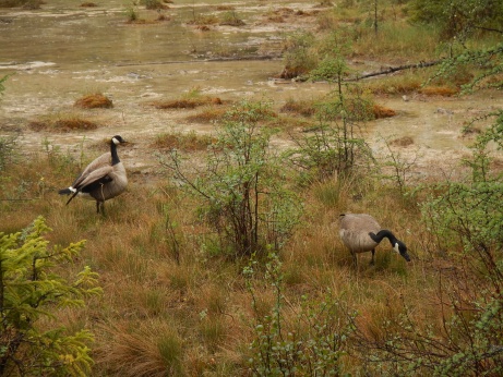 Gänse