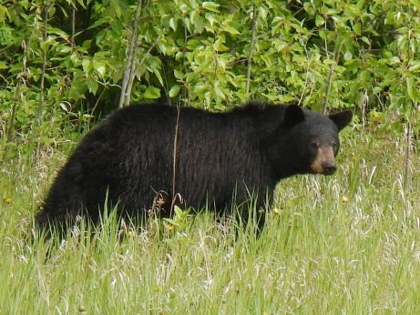 Schwarzbär