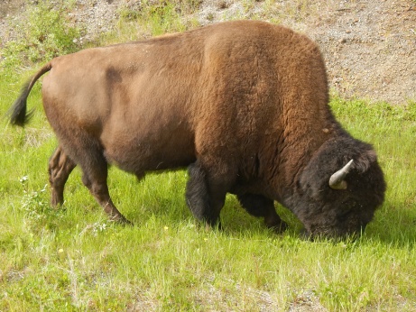 Büffel