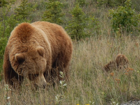 Tiere