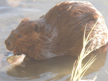 Otter