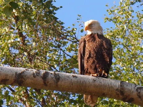 Adler